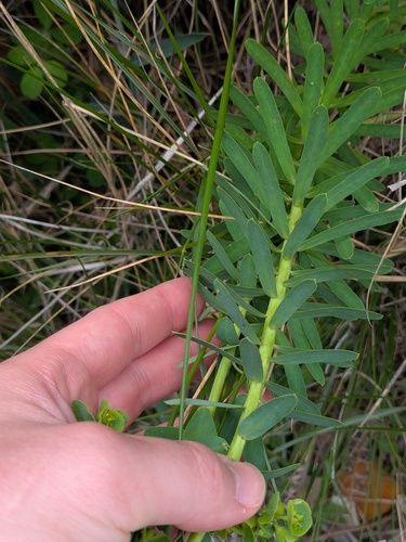 Euphorbia azorica, photograph 4