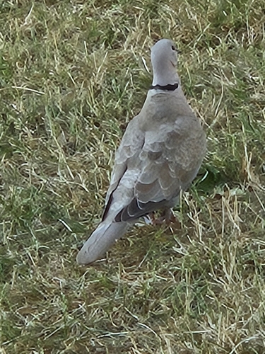 Eurasian Collared-Dove observed by bev59937