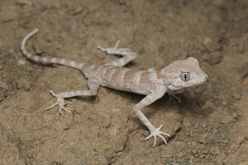 Spider Gecko, Agamura persica