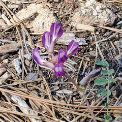 Astragalus tephrodes