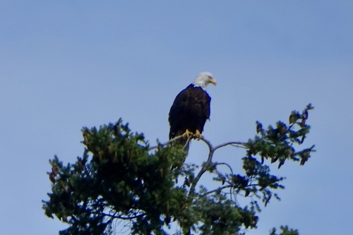 Bald Eagle observed by salmonskyview
