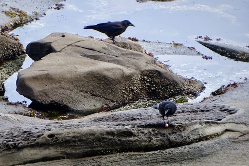American Crow observed by salmonskyview