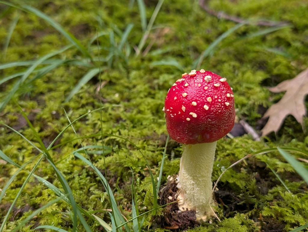 False Caesar's Mushroom · July 2026 · photo: Photo: (c) Connor Sites-Bowen, some rights reserved (CC BY) · iNaturalist