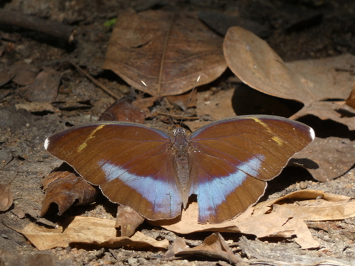 Common Blue-banded Forester