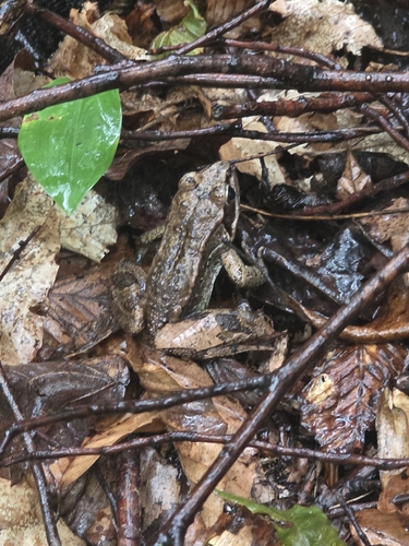 Wood Frog observed by trussell717