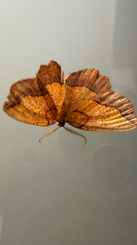 Bordered Beauty