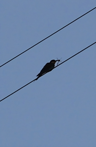 European Bee-eater