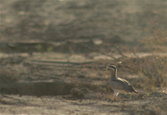 Burhinus superciliaris