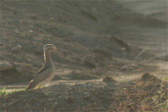 Burhinus superciliaris