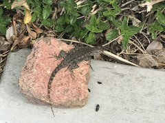 Sceloporus occidentalis