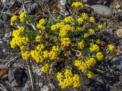 Odontarrhena tortuosa