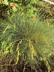 Festuca cinerea