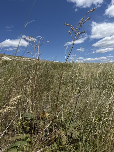 Salvia nutans, photograph 2