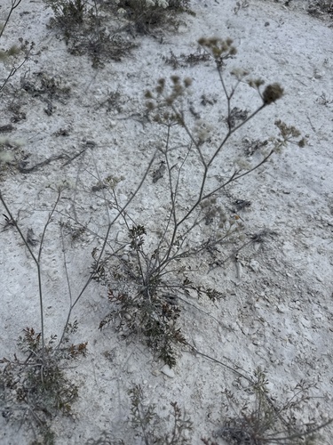 Pimpinella tragium, photograph 3