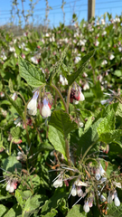 Symphytum × hidcotense