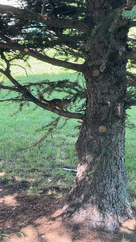 American Red Squirrel observed by cdevine18