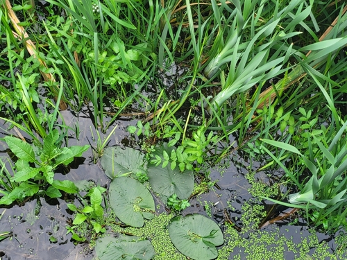 cutleaf water parsnip