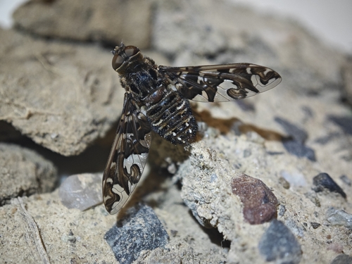 Exoprosopa mongolica