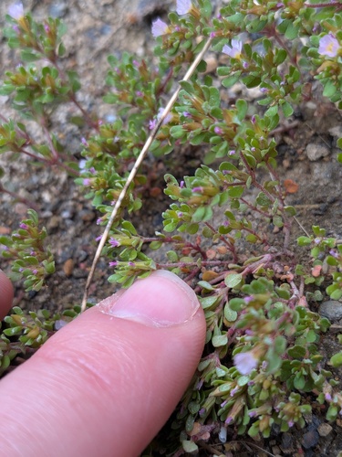 Frankenia pulverulenta, photograph 2