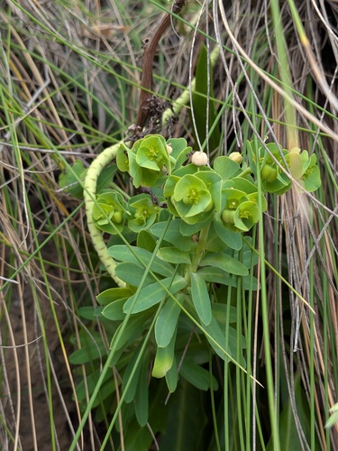 Euphorbia azorica