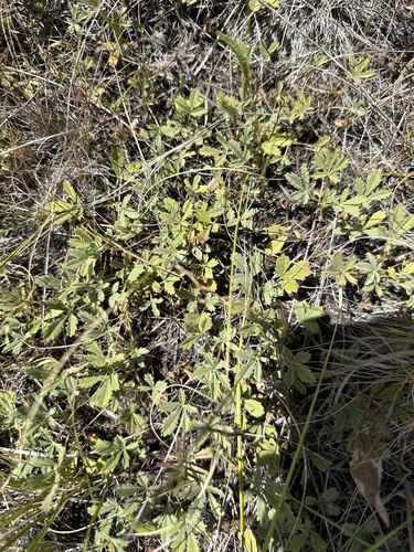 Potentilla incana, photograph 3