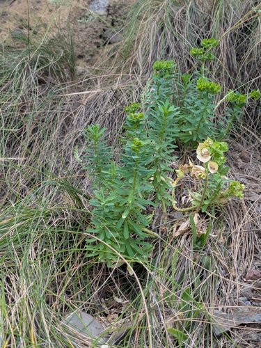 Euphorbia azorica, photograph 2