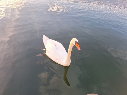 Mute Swan observed by alexplayzzyt