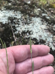 Alopecurus carolinianus