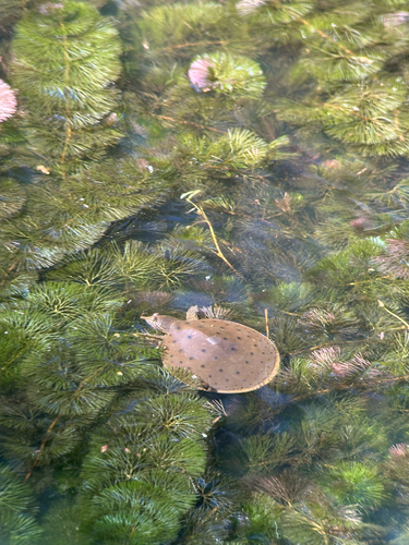 Eastern Spiny Softshell observed by abbycox