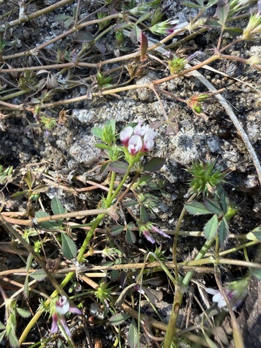 Trifolium variegatum observed 2026-07-17