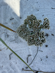 Paronychia erecta