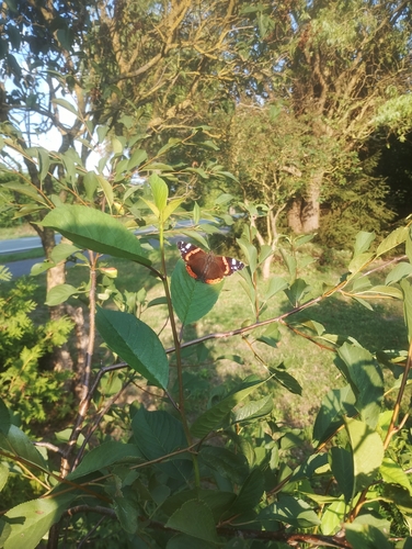 Red Admiral