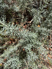 Conradina canescens, photograph author not stated, no rights reserved