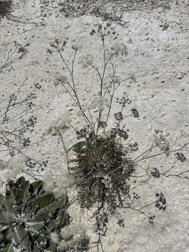 Pimpinella tragium, photograph 2