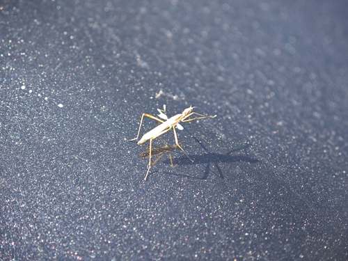 Longhorn Cactus Fly
