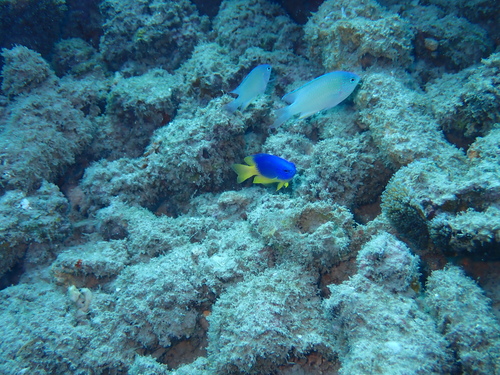 Pomacentrus caeruleus observed 2026-07-18