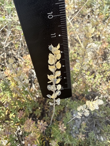 Alyssum turkestanicum observed 2026-07-18
