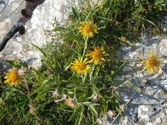 Pentanema montanum
