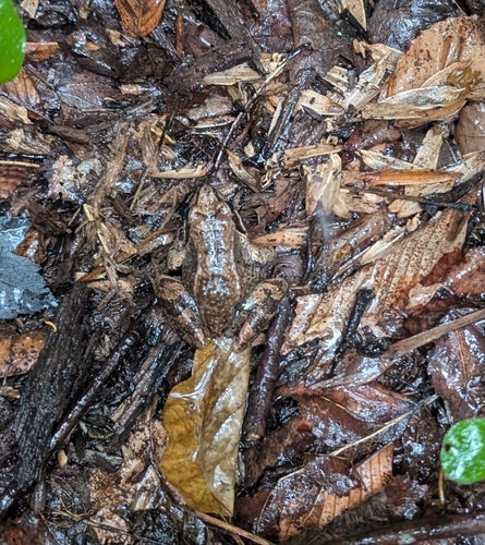 Wood Frog observed by carolyn26327