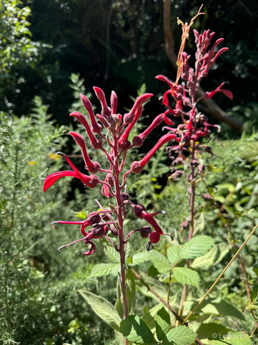 Lobelia tupa, photograph 3