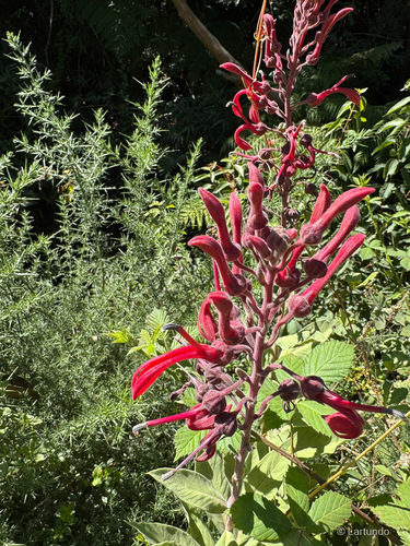Lobelia tupa, photograph 4