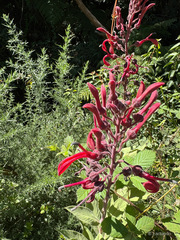 Lobelia tupa, photograph (c) Jorge Herreros de Lartundo, some rights reserved (CC BY)