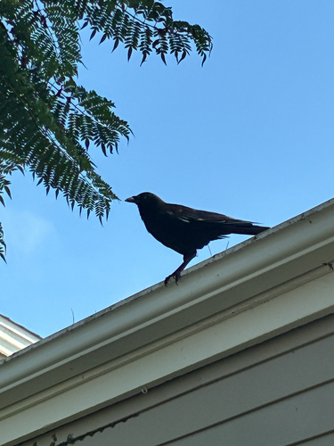 American Crow observed by plantposter3200