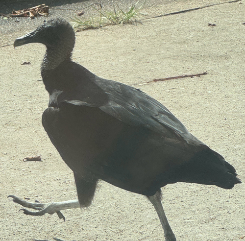Black Vulture observed by biggishlittle