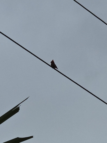 Northern Cardinal observed by imeg