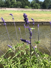 Salvia farinacea