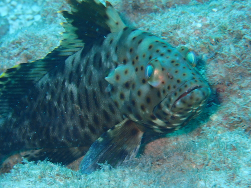 Epinephelus longispinis observed 2026-07-18