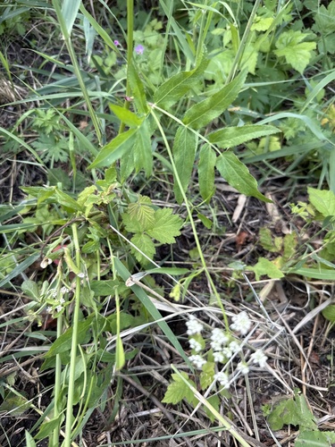 Sium sisarum, photograph 2