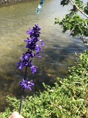 Salvia farinacea