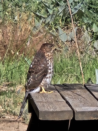 Cooper's Hawk observed by cradockken